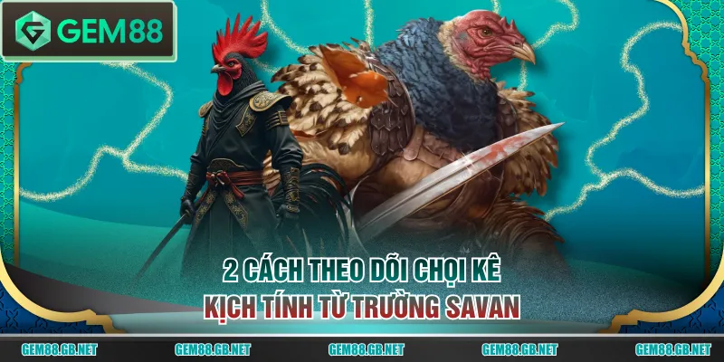 2 cách theo dõi chọi kê kịch tính từ trường Savan