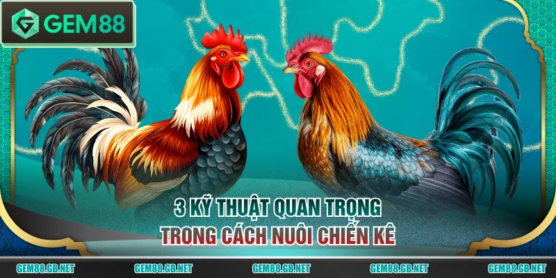 3 kỹ thuật quan trọng trong cách nuôi chiến kê