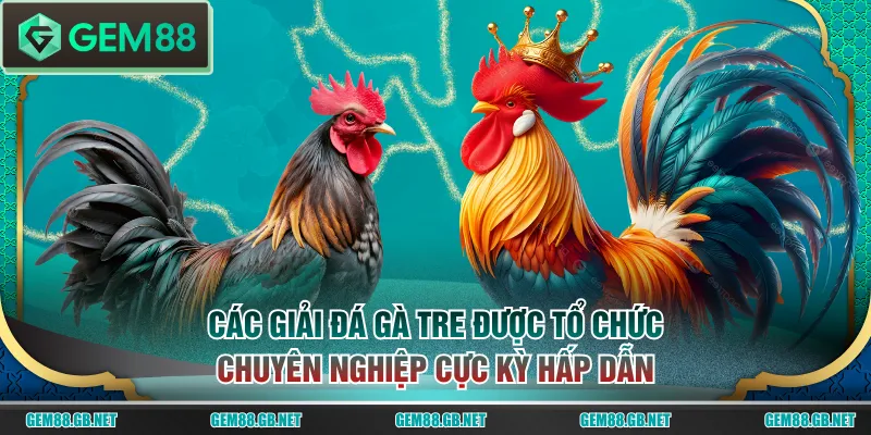 Các giải đá gà tre được tổ chức chuyên nghiệp cực kỳ hấp dẫn