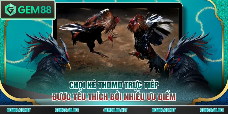 Chọi kê Thomo trực tiếp được yêu thích bởi nhiều ưu điểm