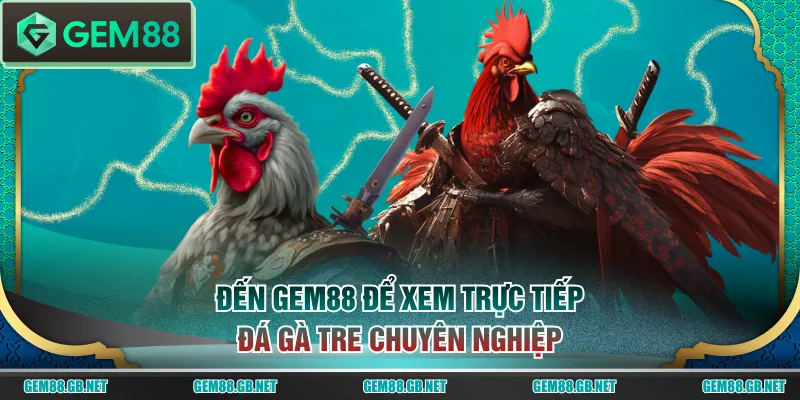 Đến GEM88 để xem trực tiếp đá gà tre chuyên nghiệp
