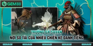 Trường gà Savan