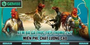 Đá gà trực tiếp Thomo 24/7